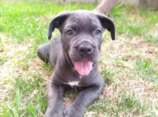 A Kalite Blue Cane Corso Yavruları görsel