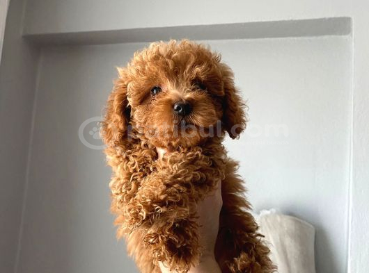 Toy Poodle Yavrular görsel