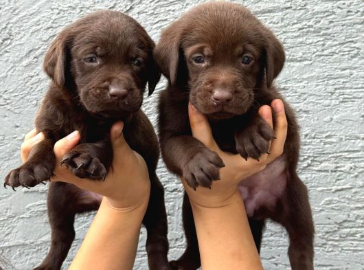 Labrador Bebekler  Çiko