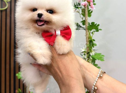 Pomeranian Boo Bebişler görsel