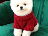 Pomeranian Boo Bebişler