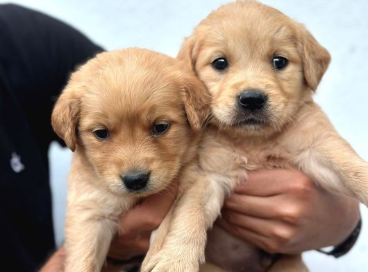 Baby Face Golden Retriever