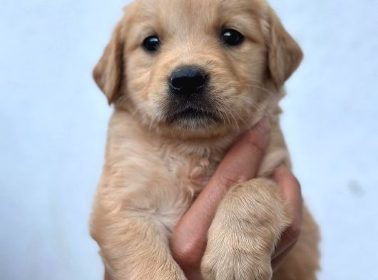Baby Face Golden Retriever görsel