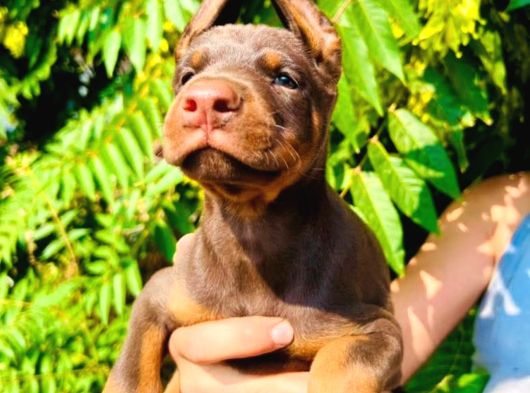 Europan Doberman  Red - Black görsel