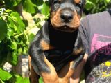 Europan Doberman  Red - Black