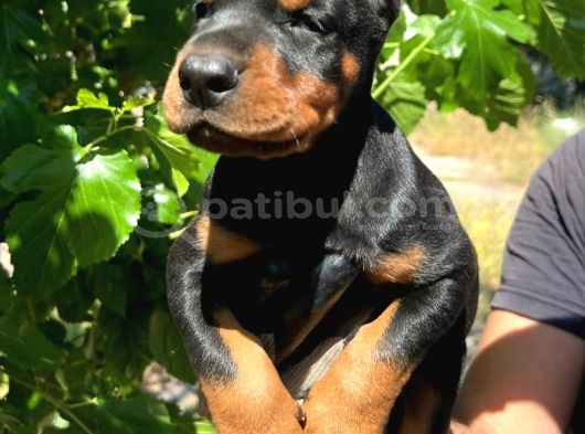 Europan Doberman  Red - Black görsel