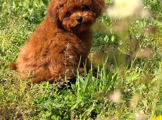 Apple Face Red Poodle görsel