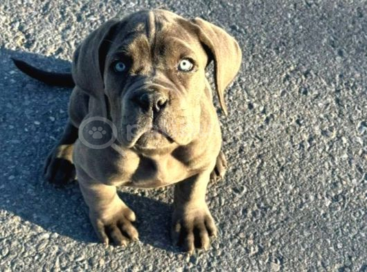 Cane Corso En Kalitelisi Bizde Var görsel