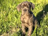 Cane Corso En Kalitelisi Bizde Var
