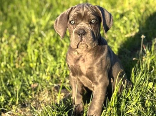 Cane Corso En Kalitelisi Bizde Var