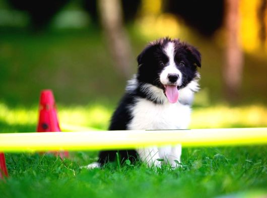 Border Collie Mükemmel Yavrularımız