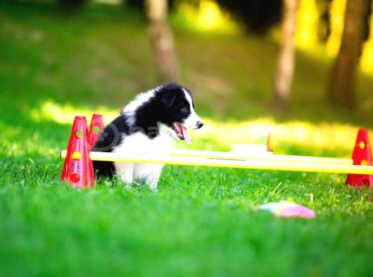 Border Collie Mükemmel Yavrularımız görsel