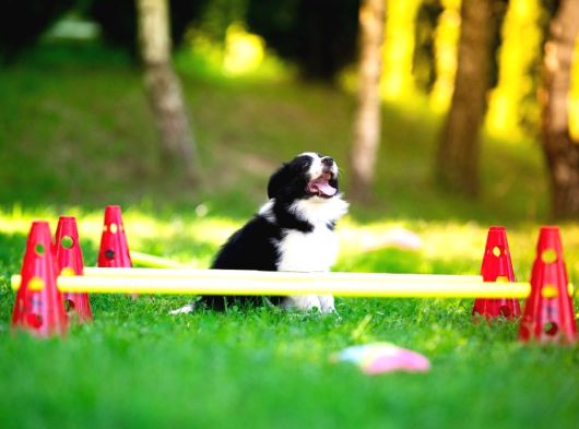 Border Collie Mükemmel Yavrularımız görsel