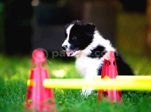 Border Collie Mükemmel Yavrularımız görsel