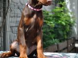 King Boy Kızıl Doberman Yavru