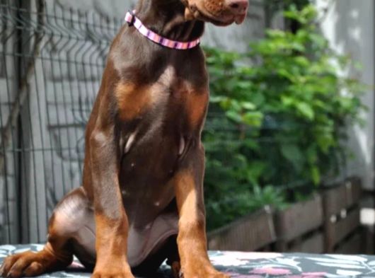 King Boy Kızıl Doberman Yavru görsel