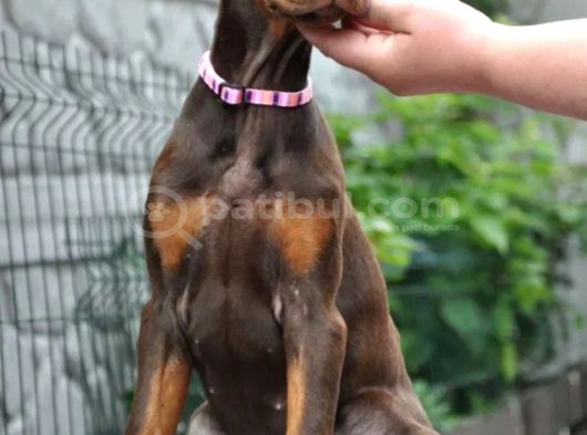 King Boy Kızıl Doberman Yavru görsel