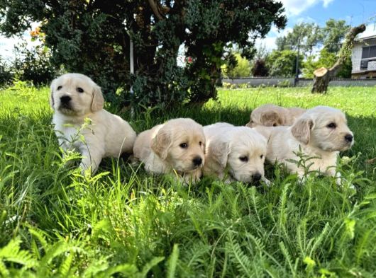 Küt Burun Bebek Yüzlü Golden Yavrular görsel