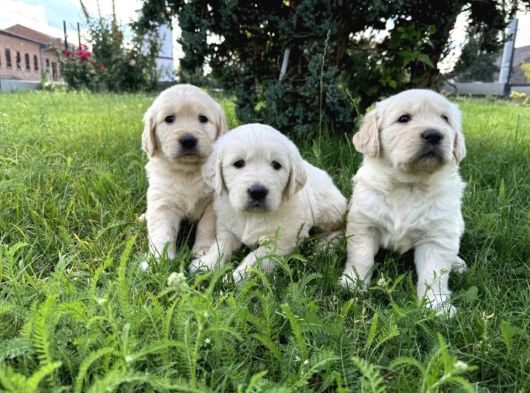 Küt Burun Bebek Yüzlü Golden Yavrular görsel