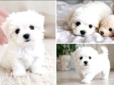 Maltese Terrier Yavru Aşıları Tam Harika Yavrular
