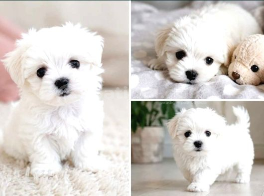 Maltese Terrier Yavru Aşıları Tam Harika Yavrular görsel