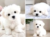 Maltese Terrier Yavru Aşıları Tam Harika Yavrular
