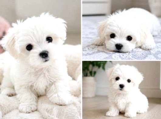 Maltese Terrier Yavru Aşıları Tam Harika Yavrular görsel