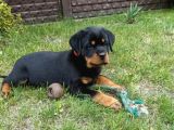 Koca Kafa Macar Rottweiler Yavrular