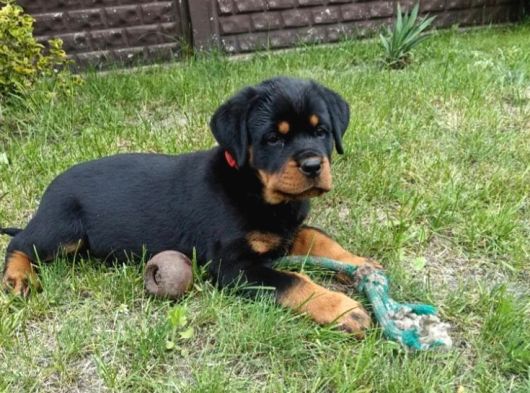 Koca Kafa Macar Rottweiler Yavrular