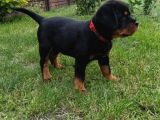 Koca Kafa Macar Rottweiler Yavrular