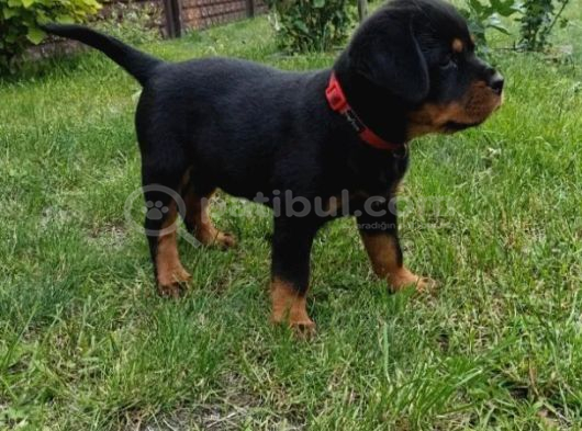 Koca Kafa Macar Rottweiler Yavrular görsel