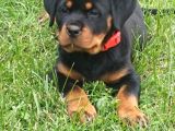 Koca Kafa Macar Rottweiler Yavrular