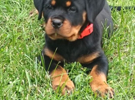 Koca Kafa Macar Rottweiler Yavrular görsel