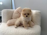 3 Aylik Pomerani̇an Boo