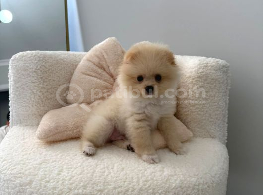 3 Aylik Pomerani̇an Boo görsel