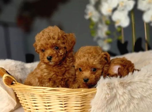 Toy Poodle Irkının En Güzeli Mükemmel Yavrular görsel