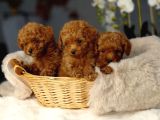 Toy Poodle Irkının En Güzeli Mükemmel Yavrular