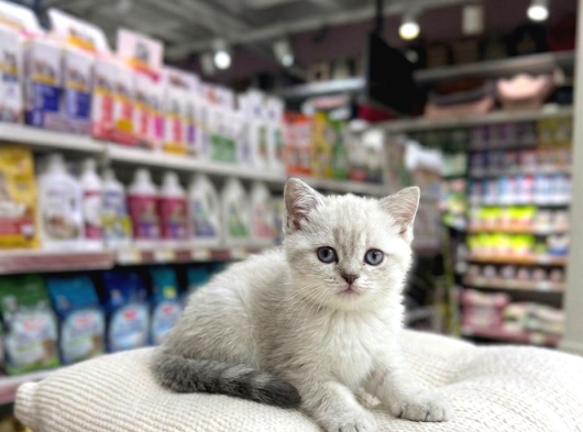 Vonalp Pet Garantisiyle Efsane Güzelli̇kte Bri̇ti̇sh Shorthai̇r görsel