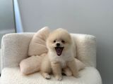 3 Aylik Pomerani̇an Boo