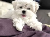 Maltese Terri̇er Ci̇nsi̇ Yavrular