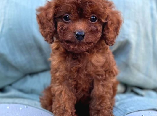Toy Poodle Sevi̇mli̇ Yavrular Ev Üreti̇mi̇