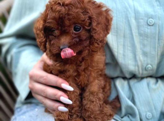 Toy Poodle Sevi̇mli̇ Yavrular Ev Üreti̇mi̇ görsel