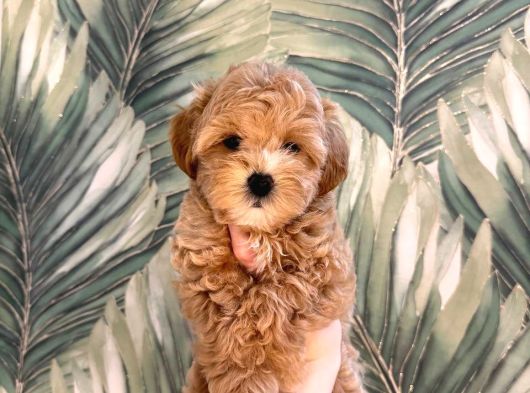 Malti̇poo Ci̇nsi̇ Yavrular Ev Üreti̇mi̇ görsel
