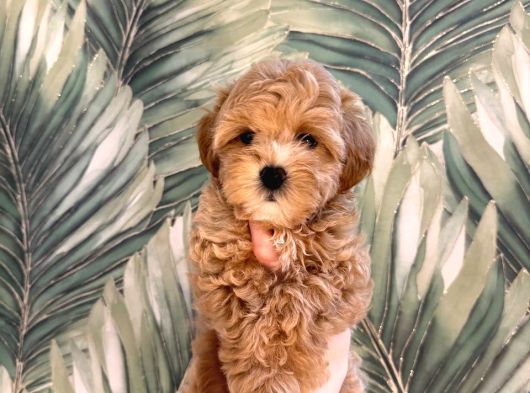 Malti̇poo Ci̇nsi̇ Yavrular Ev Üreti̇mi̇ görsel