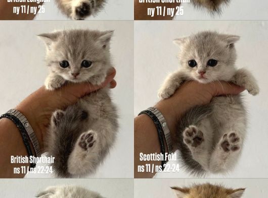 Safkan Seçereli British Shorthair görsel
