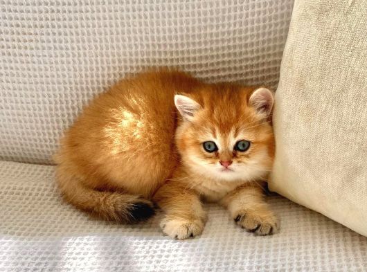 Safkan Golden Ny 12  Zümrüt Yeşili Gözlü Dişi Bebek görsel