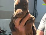 A Kalite Doberman