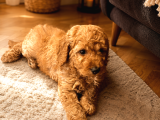 2 Aylık Goldendoodle Irk Garantili Kayıtlı İstanbul
