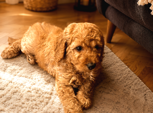2 Aylık Goldendoodle Irk Garantili Kayıtlı İstanbul görsel