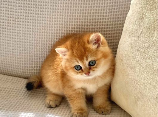 Safkan Golden Ny 12  Zümrüt Yeşili Gözlü Dişi Bebek görsel